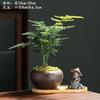 Samambaia Aspargo Plantas em Vasos Plantas Verdes de Interior para Escritório Plantas em Vasos com Flores Bonsai Perene Plantas Pequenas em Vasos para Todas as Estações