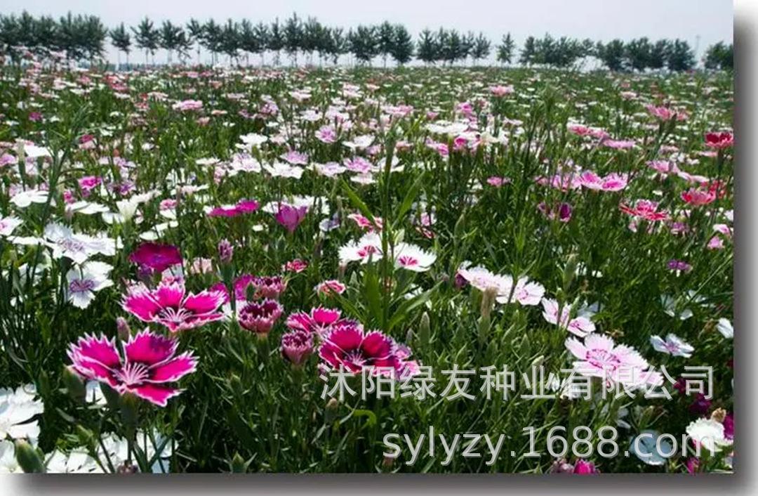 批发瞿麦种子 瞿麦 地被花海
