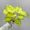 Hojas de Taro, Hojas de Monstera, Hojas de Drácena, Plantas Ornamentales para Decoración del Hogar, Hojas Verdes de Bonsái, Fondo para Transmisión en Vivo