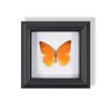 Marco de Fotos de Espécimen de Mariposa Pintura Decorativa de Madera Adorno Retro Europeo Soporte de Exhibición Muebles DIY Regalo de Cumpleaños Regalo