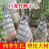 Sementes de Bambu Dragão Brotos de Bambu Comestíveis Bambu Grande Bambu Quatro Estações Jardim de Bambu Changqing Crescimento ao Ar Livre Rápido Mudas Verdes