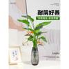 Strelitzia reginae, planta hidropónica en maceta, ideal para interiores, salas de estar, oficinas y fácil de alimentar en cualquier estación.