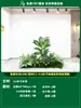 Paisagismo de Planta Artificial Varanda Arranjo de Paisagem Escada Interna Sob Árvore de Flores Artificiais Decoração Biomórfica Planta Verde Paisagismo Combinação