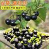 Semillas de Berenjena Negra, Semillas de Fruta Diaria Negra, Semillas de Fruta Amarilla, Semillas de Fruta Silvestre para Maceta de Balcón de Cuatro Estaciones, Temperatura Ambiente