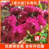 Colección de Plántulas de Flores Grandes Cuatro Estaciones Flores Preciosas Resistentes al Frío Kalanchoe de Doble Pétalo Planta en Maceta Capullos de Flores Abren Cambian de Color Dragón Otro