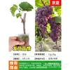 Plántulas de Vid Rosa Sunshine, Plantas en Maceta, Empaquetadas con Tierra, Plántulas de Árbol Frutal Adecuadas para Plantar Tanto en Regiones del Norte como del Sur, Plántulas de Vid que Dan Fruto el Mismo Año