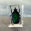 Espécime de Inseto Real Resina Transparente Cola de Cristal Âmbar Escorpião Besouro-aranha Ornamentos de artesanato criativo transfronteiriço