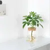 Planta Hidropónica Monstera Ave del Paraíso Planta de Interior de Escritorio en Maceta Fácil de Mantener para Personas Perezosas para Purificar el Aire Planta Verde de Oficina