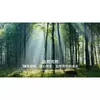 Papel Tapiz de Bosque 3D Camping Paisaje Natural Restaurante Extensión Visual del Espacio Revestimiento de Pared Papel Mural para Pared de Fondo de TV