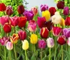 Projeto de Paisagismo com Bulbos de Tulipa Use Bulbos Cor Mista Fácil de Cultivar Parque Cênico Flores Ornamentais