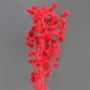 [Edelweiss] Flor Seca Edelweiss Edelweiss Decoração de Casa Casamento Arranjo de Flores Adereços para Fotografia Flor Real