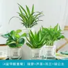 Cesta de Rabanete Verde em Vaso com Diamante de Platina Planta com Flor Flor de Interior Planta Verde Hidropônica Suculenta Fácil de Cultivar Árvore da Fortuna Flor de Alto Valor