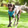 Correa de pecho para perros popular transfronteriza, correa interior plegable de nailon para perros, correa para perros para viajes al aire libre, correa trasera silenciosa para perros, venta al por mayor de fábrica