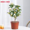 Una Pieza de Dropshipping Plántulas de Osmanthus de Cuatro Estaciones, Florales Resistentes al Frío, Plantas en Maceta de Osmanthus Dorado para Balcón, Montones Viejos de Patio, Período de Floración de Aroma Fuerte
