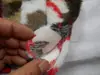 Novo Poliéster Camuflado Coelho Pelúcia Pelo de Coelho Estampado Lado Único Veludo de Coelho Material para Roupas Bagagem Sapatos Brinquedo de Pelúcia Tecido