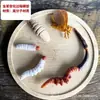 Contador Fotografía Props Ginseng Especímenes Medicina Tradicional China Modelo Plástico Ganoderma Exhibición Ginseng Americano