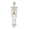 Colección de Modelos de Esqueleto de 45 cm Modelo de Esqueleto de Cuerpo Completo Modelo de Columna Vertebral Modelo Humano Esqueleto Pequeño Modelo de Enseñanza