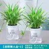 Planta de Clorofito en Maceta para Balcón Interior, Purificadora de Aire, Pequeña Planta Verde Eliminadora de Formaldehído, Planta Colgante Hidropónica para Sala de Estar