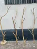Madera en bruto, ramas secas, ramas marchitas, materiales para arreglos florales, materiales de paisajismo, mobiliario suave, decoraciones de techo creativas para interiores, jarrones para arreglos florales y adornos de madera seca