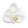 Pasador de Orquídea Mariposa Simulada DIY Cabeza de Flor Decoración de Boda Ramo de Boda Flores Artificiales Accesorios Hechos a Mano