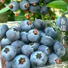 Rei da Mirtila Alpina Mirtilas Frescas de Yunnan Estão na Temporada L25 Fruta Fresca com Aroma Floral Adequada para Grávidas Ameixa Azul Yi Ke 9