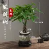 Árbol del Dinero Maceta Planta de Interior Tierra para Flores Pequeño Bonsái Cultivado en Maceta Planta Verde para Sala de Estar Oficina Fortuna Cerámica Maceta Pequeña