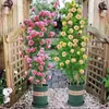 Rosal Trepador, Rosa, Árbol de Flor Extra Grande, Planta Trepadora, Flor Trepadora para Pared de Balcón, Rosa en Maceta, Florece en Todas las Estaciones