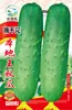 Semillas de Pepino Fruta Niña de Jade, Crujientes, Dulces, Jugosas, Sin Espinas para Maceta en Balcón, Auténtico Qiujin Research No de Tangshan. 4