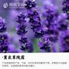 Hidrolato de Lavanda de Xinjiang Contendo Óleos Essenciais, Água de Flor de Primeira Prensagem, Essência Tonificante, Skincare para Spa, Matérias-Primas Cosméticas, Atacado de Fabricante