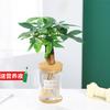 Árbol del Dinero Pequeño en Maceta Flores y Plantas Verdes en la Oficina Absorben Formaldehído, Eneldo Verde y Espárrago, Árbol del Dinero Hidropónico es Fácil de Cultivar
