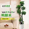 Planta de Interior Grande de Estilo de Lujo en Maceta de Madera Patapato, Planta Verde de Piso para Interiores que Purifica el Aire