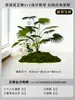 Musgo para Paisajismo de Plantas Verdes Plantas Artificiales Decoración Flores Artificiales Combinación Tropical para Interiores Paisaje de Ventana Persa Arreglo de Césped