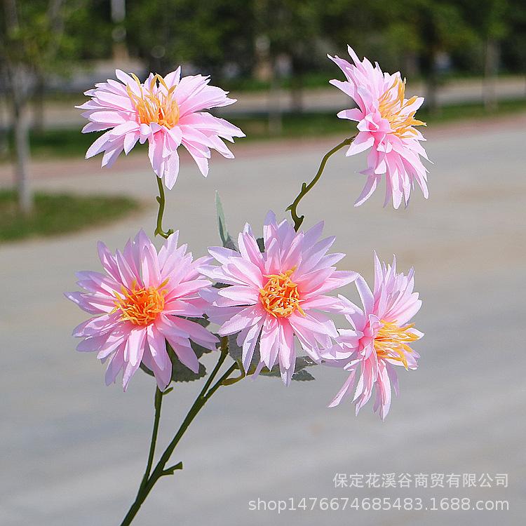 5头秋色小支大丽花-粉色_副本.jpg