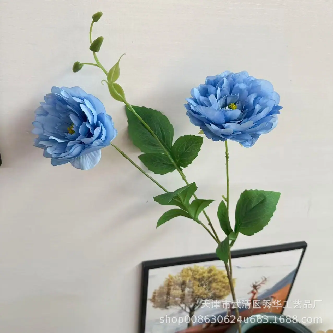 伊洛牡丹蓝色