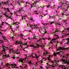 Chá de Flor Seca de Rosa Vermelha Escura de Yunnan Pétala Dupla de Rosa Comestível Flores Grandes Não Liofilizadas Meninas Fazem Chá e Bebem