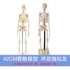 Modelo de Esqueleto Humano Qinghua Modelo de Esqueleto Infantil Desmontable con Discos Intervertebrales para Enseñanza Médica y Biológica del Esqueleto