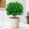 Evergreen Interior Balcón Patio Escarcha Plantas En Maceta Son Fáciles de Mantener y Viven en Escritorio Bonsái Verde Plantas Verdes Pinos