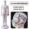 Folha de Cobre para Acupuntura Uso Doméstico Medicina Tradicional Chinesa Silicone Modelo de Diagrama de Meridianos do Corpo Humano com Pontos de Acupuntura