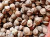 Material de Tallado de Hueso de Durazno con Patrón de Dragón Poco Profundo de Qinzhou Silvestre, Artículos Uniformes Sin Importar el Tamaño, el Tipo de Núcleo y el Color Son Aleatorios, Tenga Cuidado al Comprar
