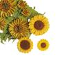 Accesorios de resina de girasol broche lindo de girasol accesorios para el cabello pegatinas para vaso de agua accesorios para zapatos con agujeros accesorios DIY al por mayor