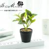 Simulação de flor falsa planta folha bonsai criativo pequenos ornamentos simulação de fornecimento direto da fábrica de flores simulação planta em vaso uma geração de cabelo