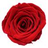 Flor de Hibisco de Ensueño Flor Eterna Cabeza de Rosa 4-5cm Cabeza de Flor Grado B Paquete de 8 214 Día de San Valentín Materias Primas Hechas a Mano