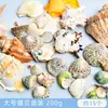 Materiais DIY Artesanais de Conchas Naturais, Estrela-do-Mar, Concha, Sinos de Vento, Porta-Retratos, Artesanato, Lembranças Criativas para Atividades em Família