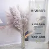 Flores Secas, Capim Alto, Atacado Transfronteiriço, Capim Pampas, Atacado de Fábrica de Origem, Capim Alto Personalizado, Materiais Florais para Decoração de Casa