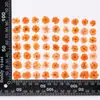 Flores de Gipsófila, flores secas, especímenes de flores prensadas, flores secas para resina DIY, fundas para teléfono, velas aromáticas, marcos de fotos, marcapáginas