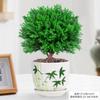 Evergreen Interior Balcón Patio Escarcha Plantas En Maceta Son Fáciles de Mantener y Viven en Escritorio Bonsái Verde Plantas Verdes Pinos