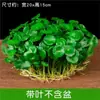 Planta Pote de Centella Asiática Hidropônica para Uso Interno e Externo, Atrai Riqueza, Planta Verde Absorvedora de Formaldeído, Fácil de Cuidar em Todas as Estações