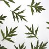 Hoja de crisantemo de azufre, flor natural real, material en relieve, pegamento en gota, flor seca, funda para teléfono móvil, planta de bricolaje, espécimen didáctico