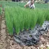 Plantio especializado de cebolinha de Sichuan, bulbos de cebola roxa com brotos, cebola de fogo em vaso, cebola amarela, mudas de cebola de quatro estações, extração de óleo de cebola, bulbos de cebola secos