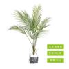 Grande decoração de janela cauda solta vaso de girassol Amazon cross-border decoração nórdica fotografia de casamento planta verde cauda solta girassol
